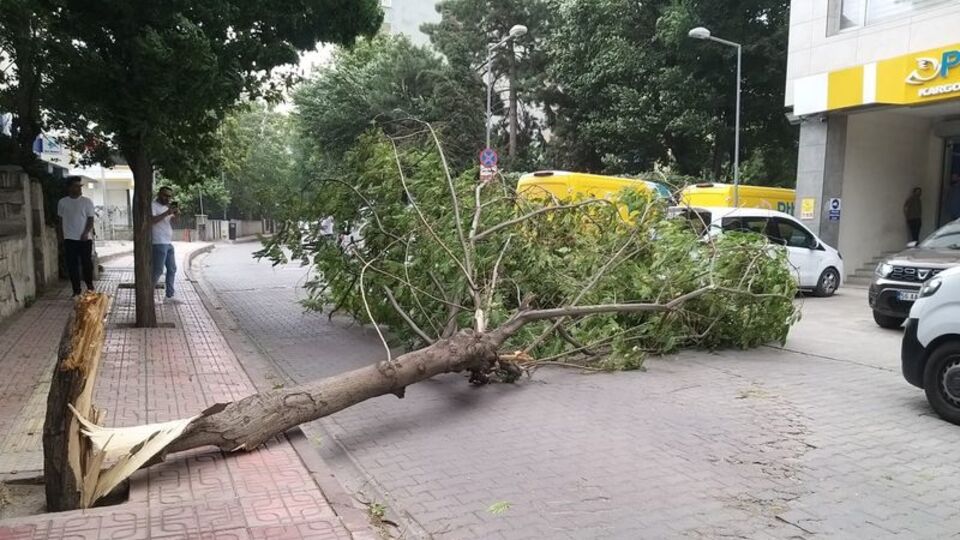 Rüzgar ağacı devirdi: 2 yaralı