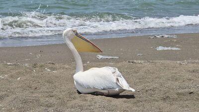 Göç yolunda tek başına kaldı