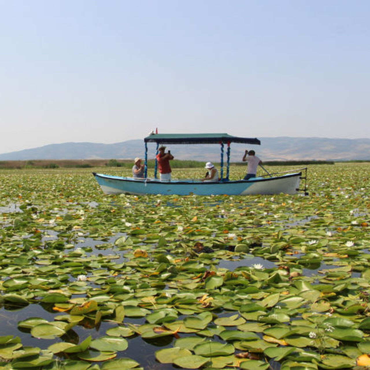 Işıklı Gölü’nde 'nilüfer' turizmi