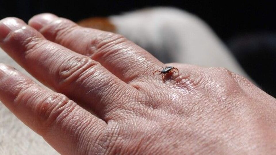 İstanbul'da kene tehlikesi! 7 bin 2 kene ısırması...