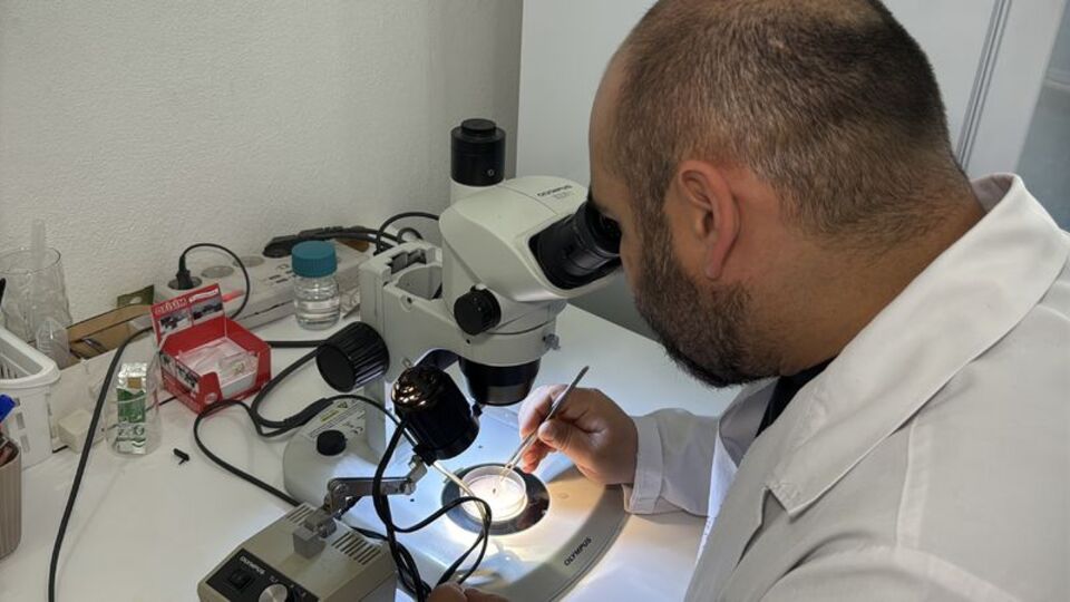 Asya kökenli kenenin hastalık bulaştırma riski ne?