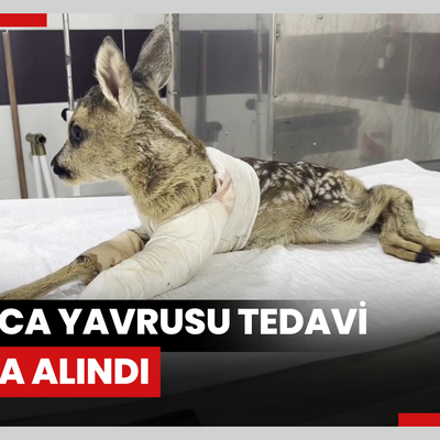 Aracın çarpması sonucu yaralanan karaca yavrusu tedavi altına alındı