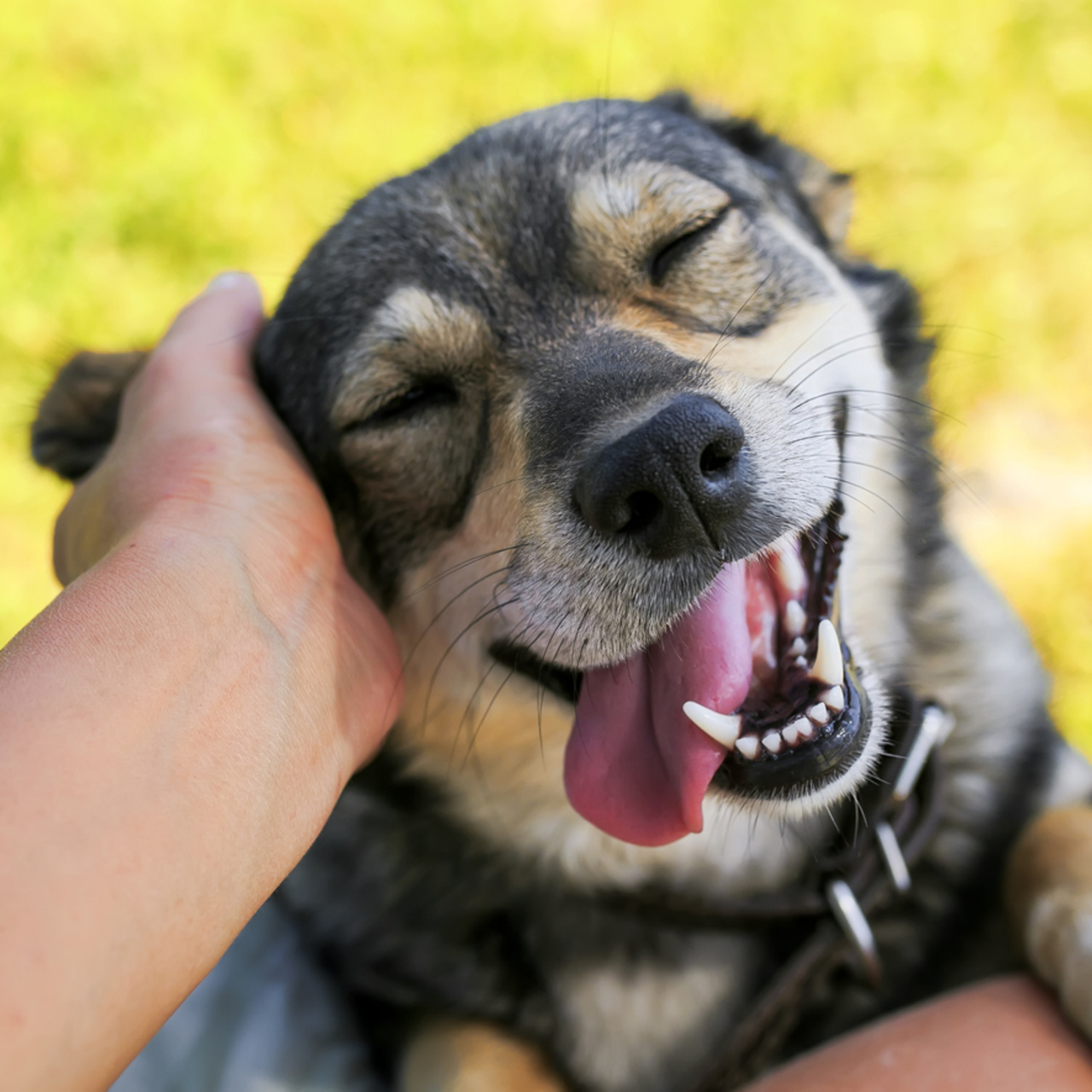 Köpeklerin insan üzerindeki gizli yeteneği!