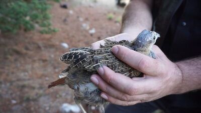 Onu avlamayın hayat kurtarıyor!
