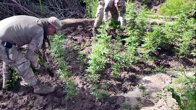 Diyarbakır'da zehir operasyonu!