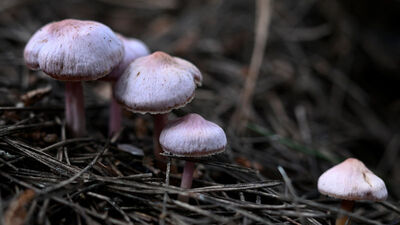Mantar zehirlenmelerine karşı uyarı!