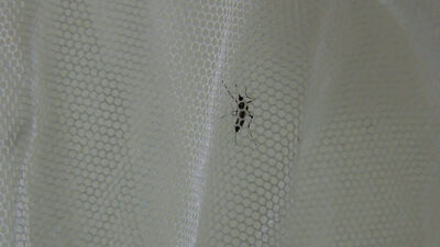 Asya kaplan sivrisineğinde virüse rastlanmadı