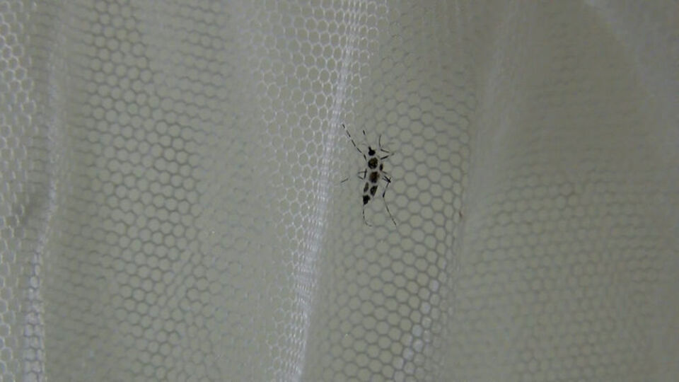 Asya kaplan sivrisineğinde virüse rastlanmadı