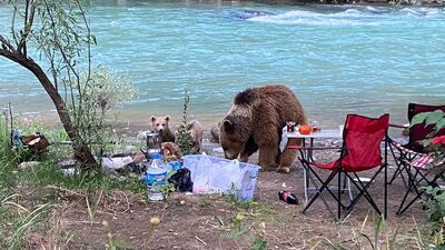 Anne ve yavru ayıların piknik keyfi!