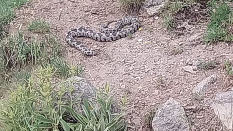 Zehirli engerek ilçeyi korkuttu!