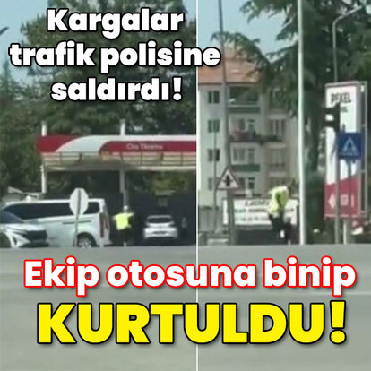 Kargalar trafik polisine saldırdı! Ekip otosuna binip kurtuldu!