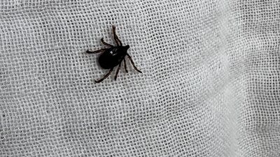 KKKA aşısında sona doğru