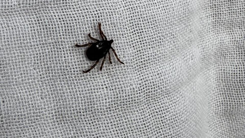 KKKA aşısında sona doğru