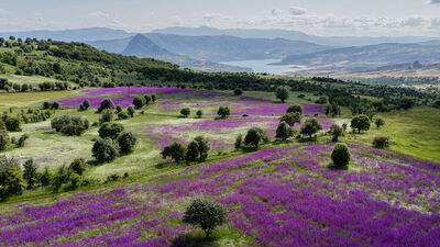 Mor renkli görsel şölen