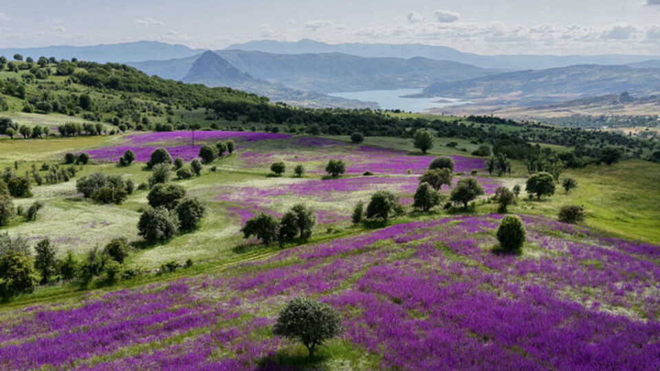 Mor renkli görsel şölen