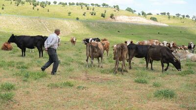 Çoban krizi! 1 milyon TL istedi