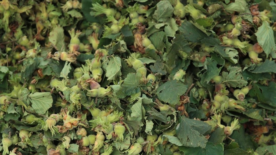 TMO 10 bin ton kabuklu fındığın satışını yapacak