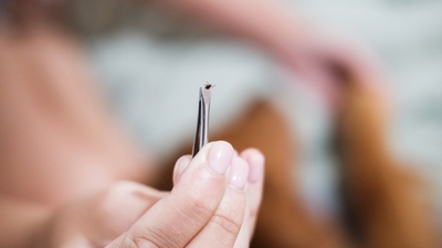 Kene kâbusuna karşı uyarılar!