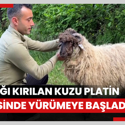 Bacağı kırılan kuzu takılan platin sayesinde yürümeye başladı