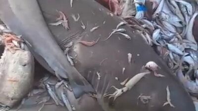 Mersin Valiliğinden köpek balığı açıklaması