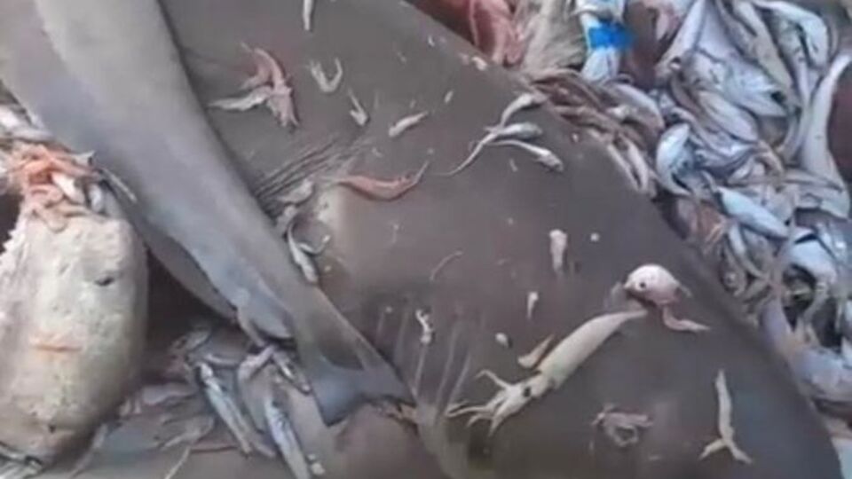 Mersin Valiliğinden köpek balığı açıklaması