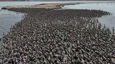 13 bin yavruya ev sahipliği yapan 'cennet'