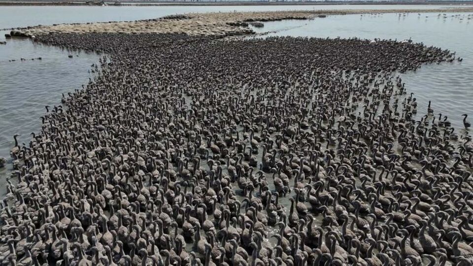 13 bin yavruya ev sahipliği yapan 'cennet'