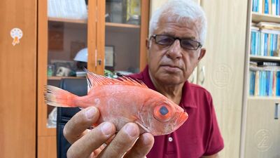 Antalya'da ilk kez 'mandagöz' balığı görüldü