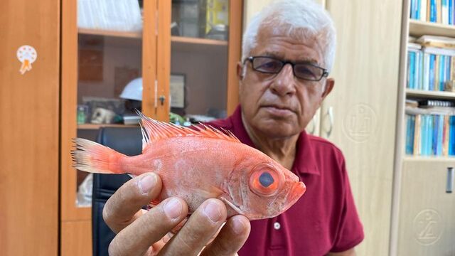 Antalya'da ilk kez 'mandagöz' balığı görüldü