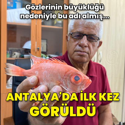 Antalya'da ilk kez 'mandagöz' balığı görüldü