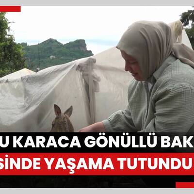 Yavru karaca gönüllü bakıcısı sayesinde yaşama tutundu
