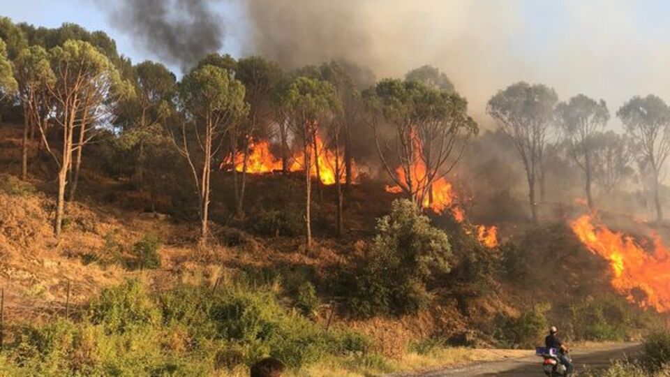 Aydın'da orman yangını