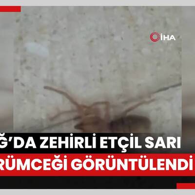 Elazığ’da zehirli etçil sarı kız örümceği görüntülendi