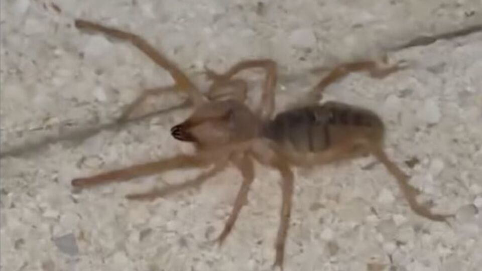 Bir ilde zehirli etçil örümcek görüldü!