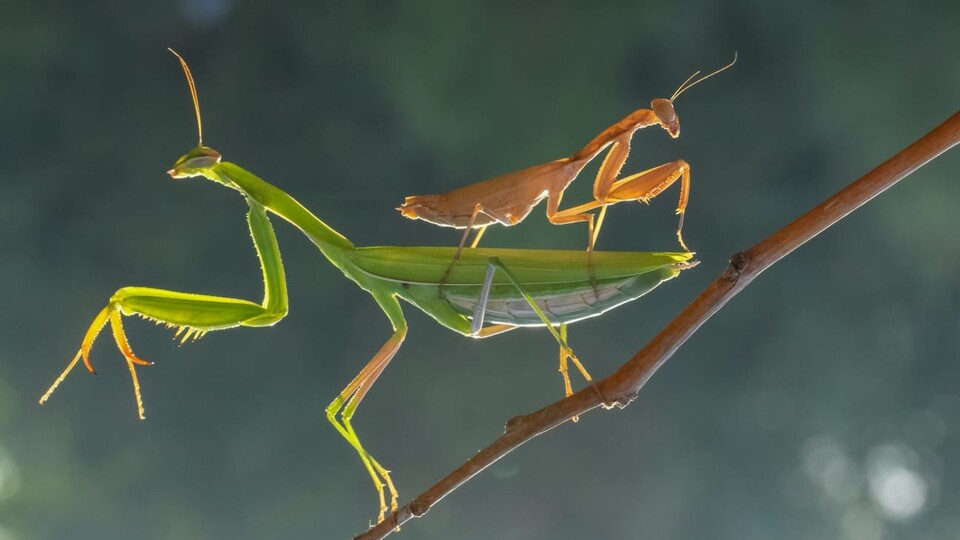 Üredikten sonra erkeğini yiyen 6 sıra dışı hayvan