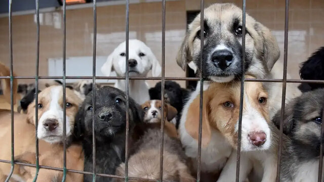 5 'Pati' derneğinde 10 tutuklama! 25.4 milyon TL'lik vurgun!