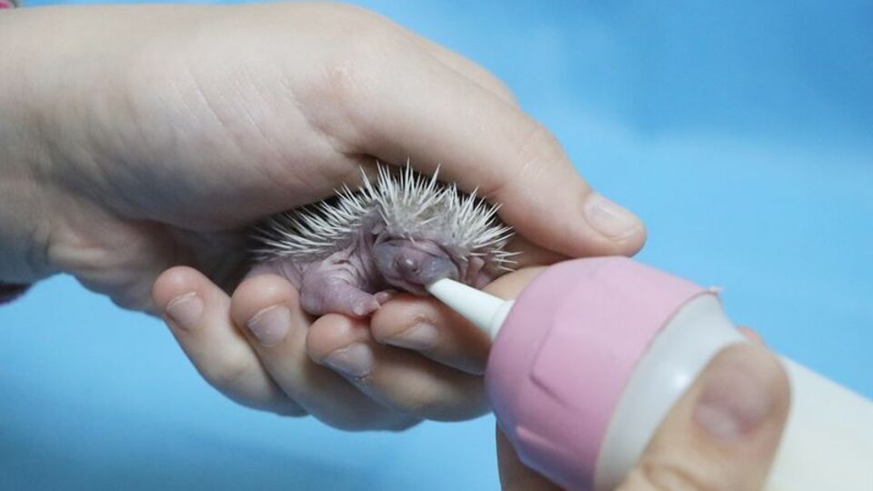 Doğada yalnız başlarına bulundular