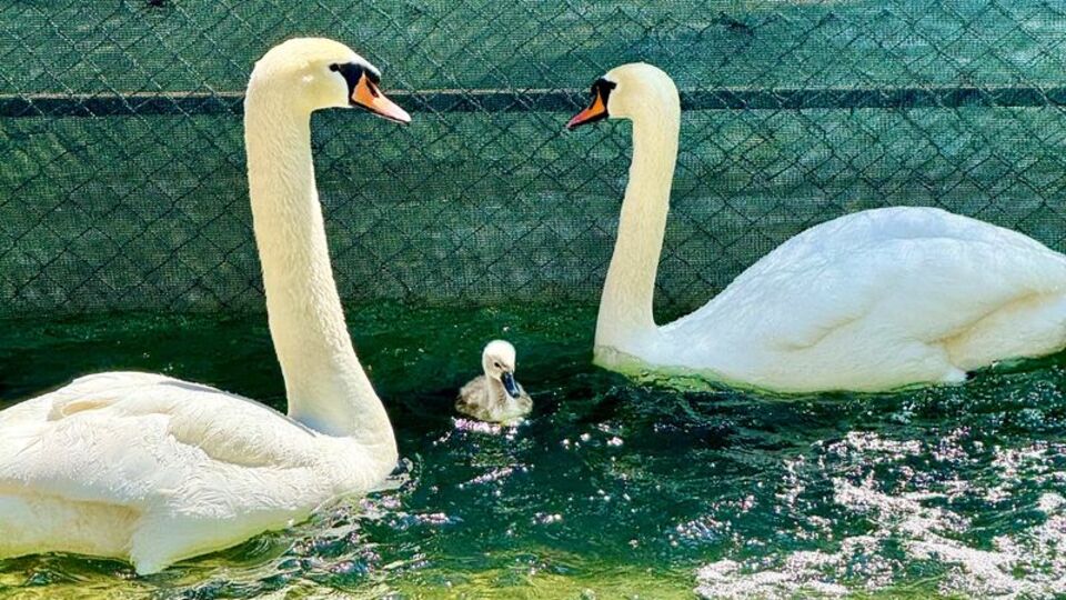 Kuğulu Park'ta 15 yıl sonra bir ilk