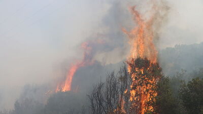 Manisa'da orman yangını