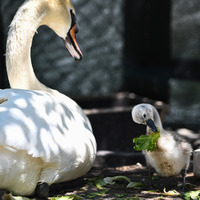 Kuğulu Park'ın minik beyaz kuğusuna Parla adı verildi