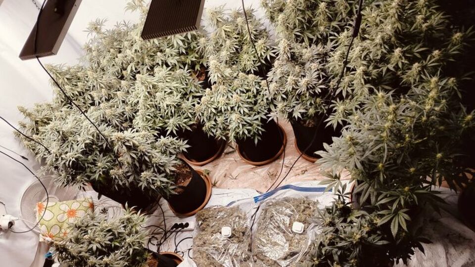 Evinde uyuşturucu yetiştiriyormuş