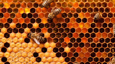 Arılar geometrinin ustası mı?