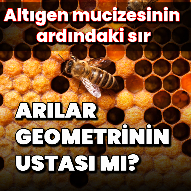Arılar geometrinin ustası mı?