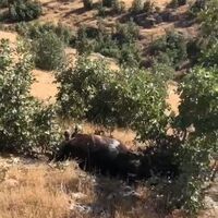 7 yılkı atı ölü bulundu | Son dakika haberleri thumbnail