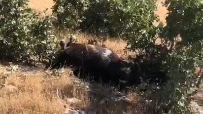 7 yılkı atı ölü bulundu