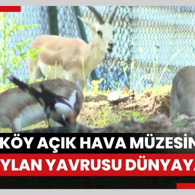Altınköy Açık Hava Müzesinde üç ceylan yavrusu dünyaya geldi