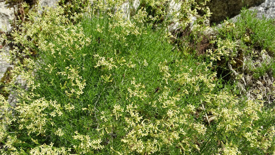 Kastamonu'da keşfedildi! 80 kökten oluşuyor