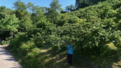 Ordu'daki "kokarca" mücadelesinde başarı