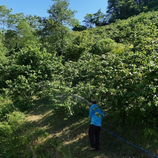 Ordu'daki "kokarca" mücadelesinde başarı