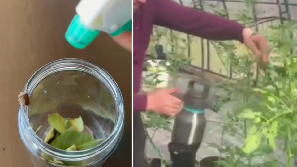 Erzurum Büyükşehir'den "kokarca" gübresi